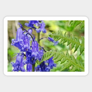 Bluebells in the Ferns Sticker